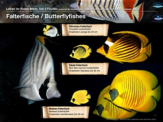 Falterfische -Butterflyfishes