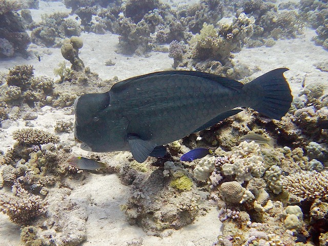 Parrotfish