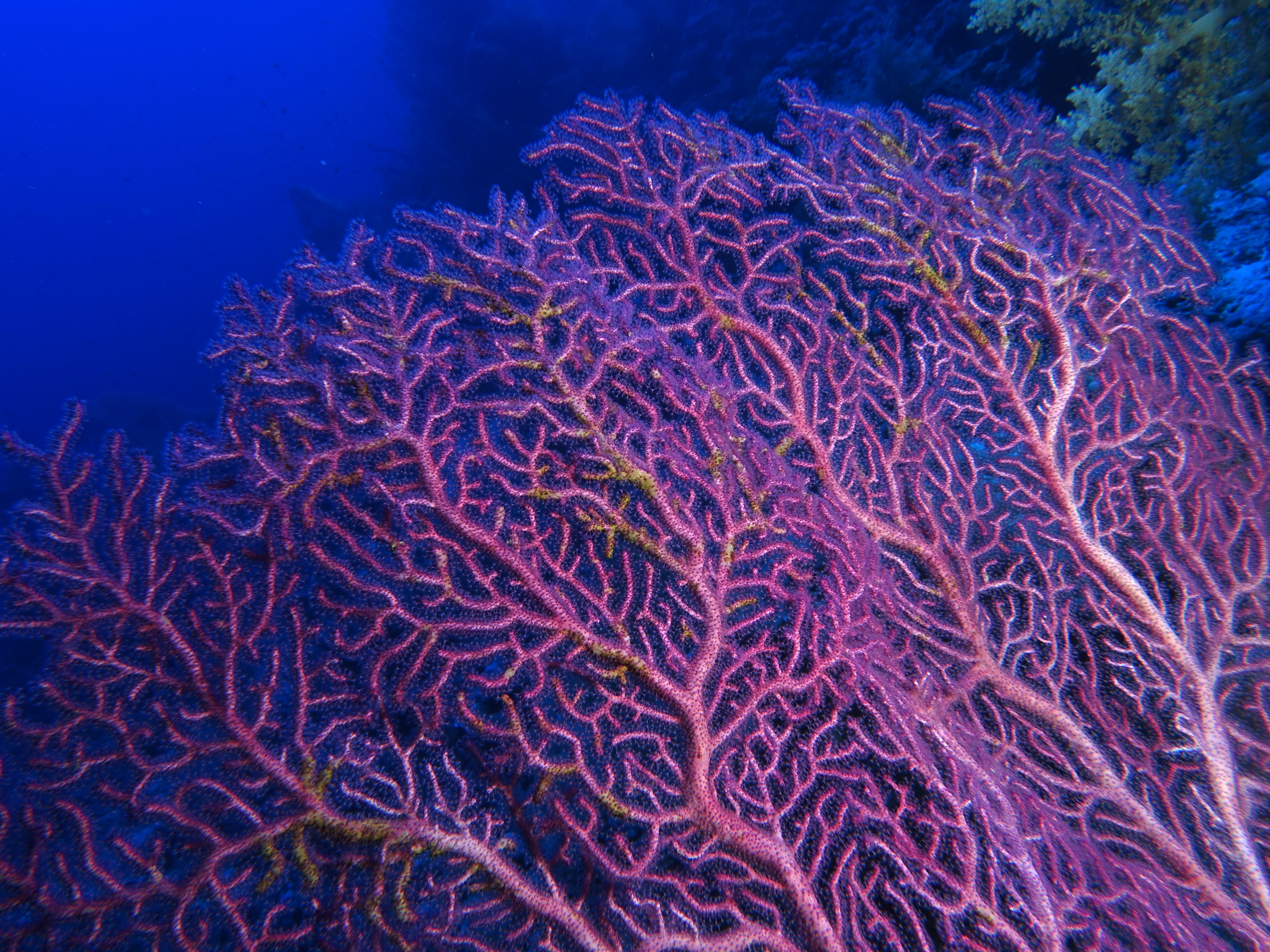 Koralle