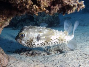 Porcupine Fish