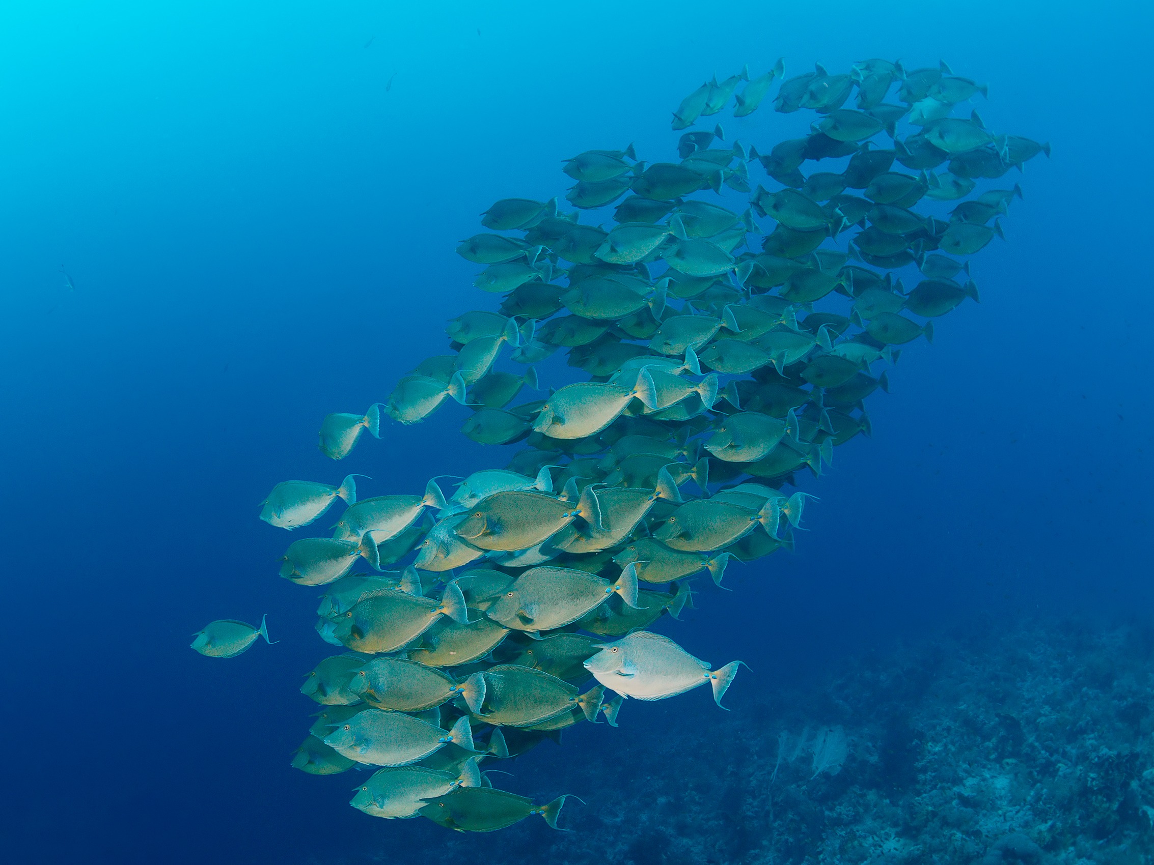 Beim Panorama Reef gabs Freudensprünge