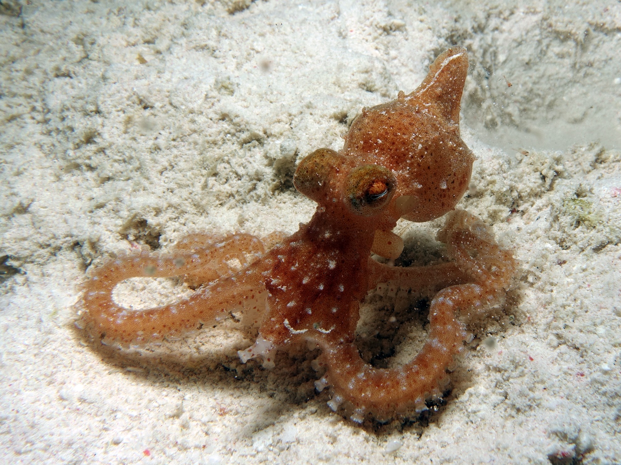 Octopus