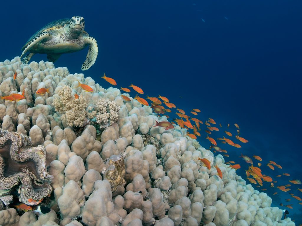 Das Rote Meer strahlt um die Wette