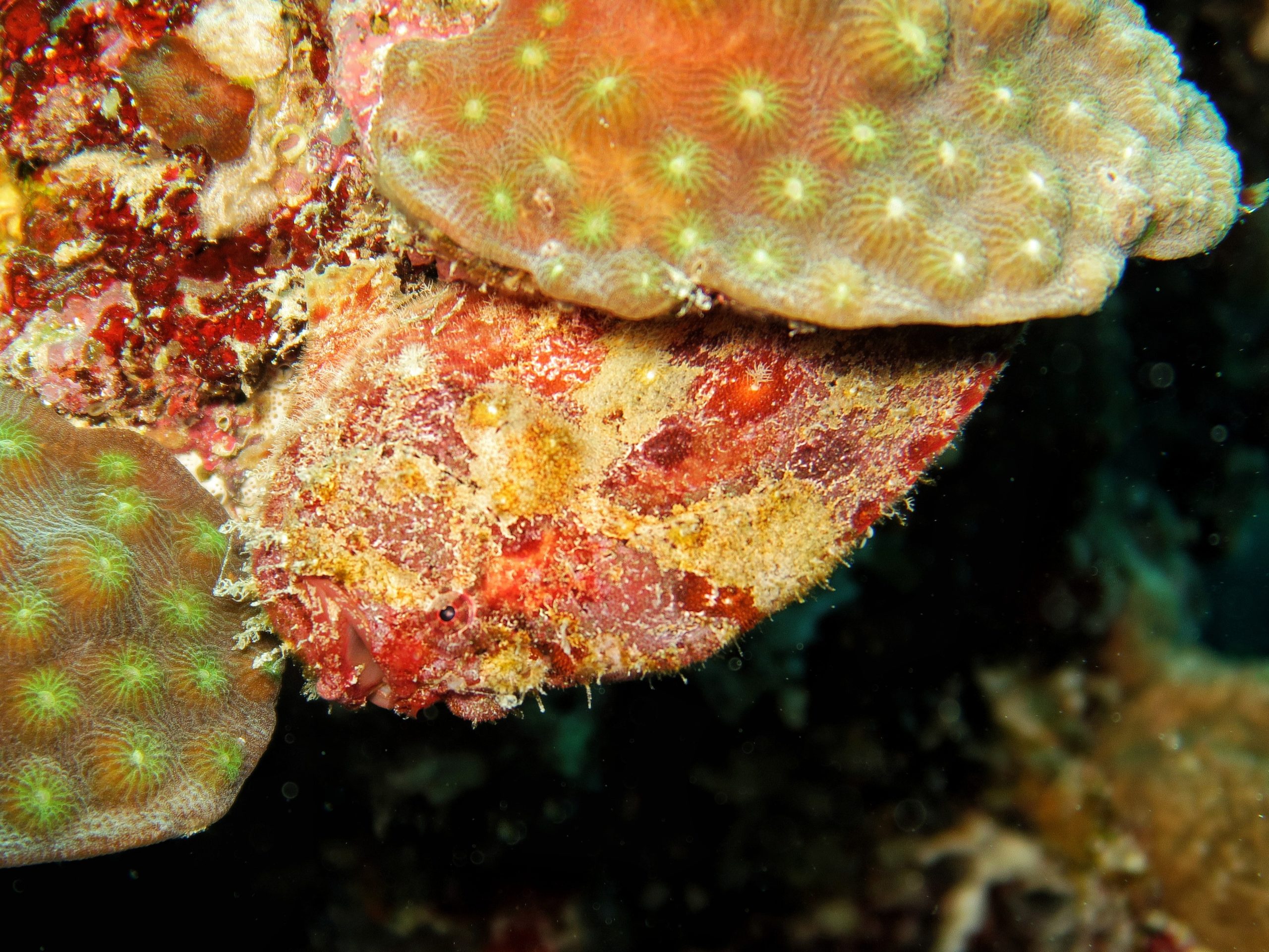 Frogfish