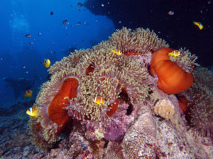 Anemone Clownfische