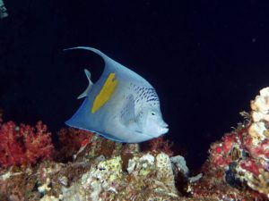 Im Flug durch das schöne Aquarium