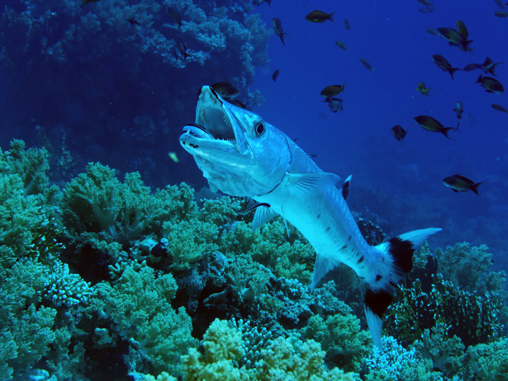 Tauchgangsjubilare und große Fische