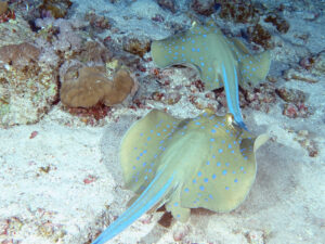 Buntes Treiben auf dem wunderschönen Plateau