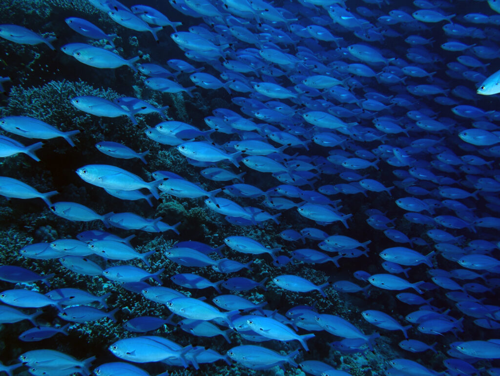 Tolle Überraschungen am Carless Reef