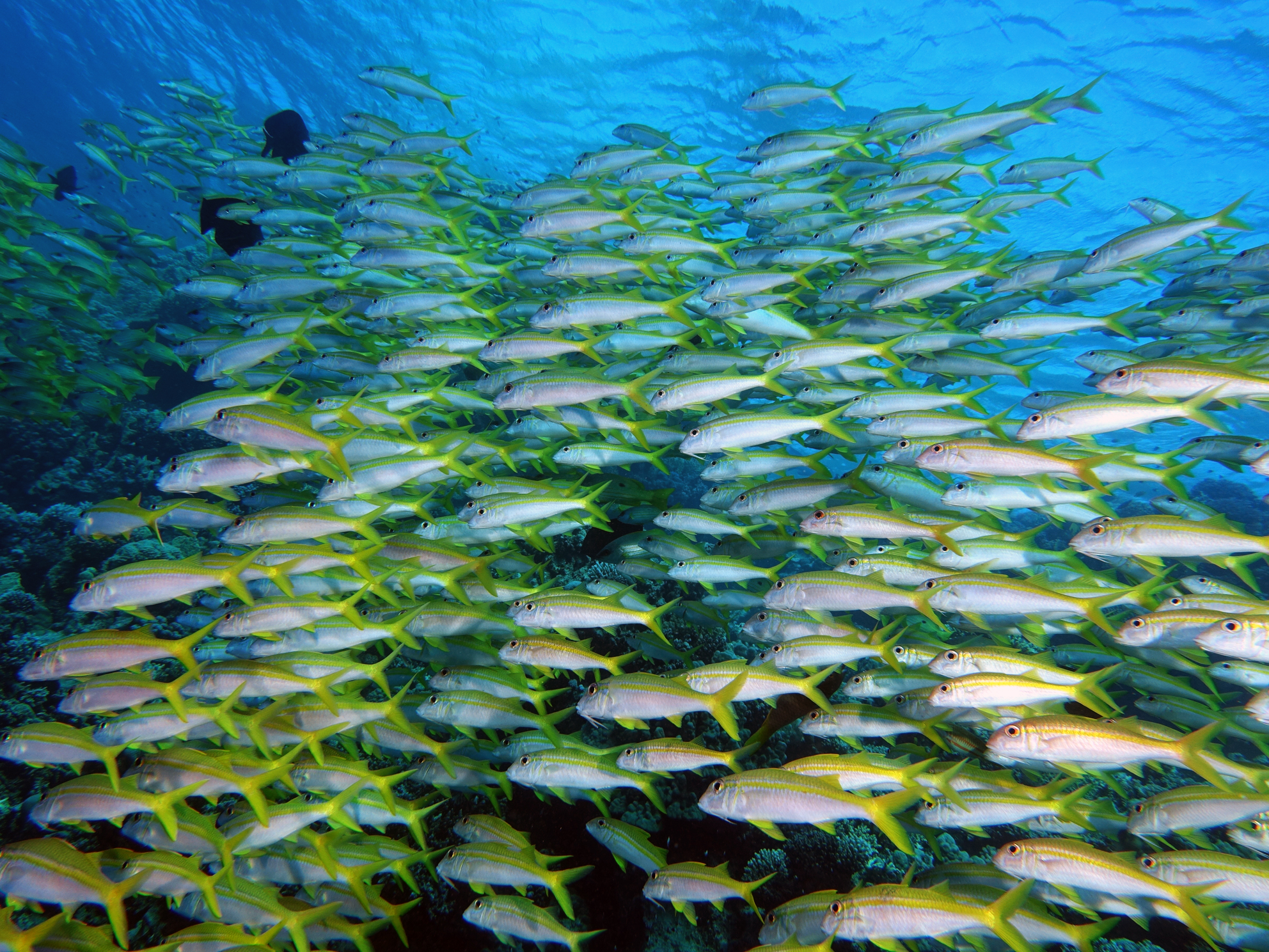 Großartiges Panorama mit bunten Fischen