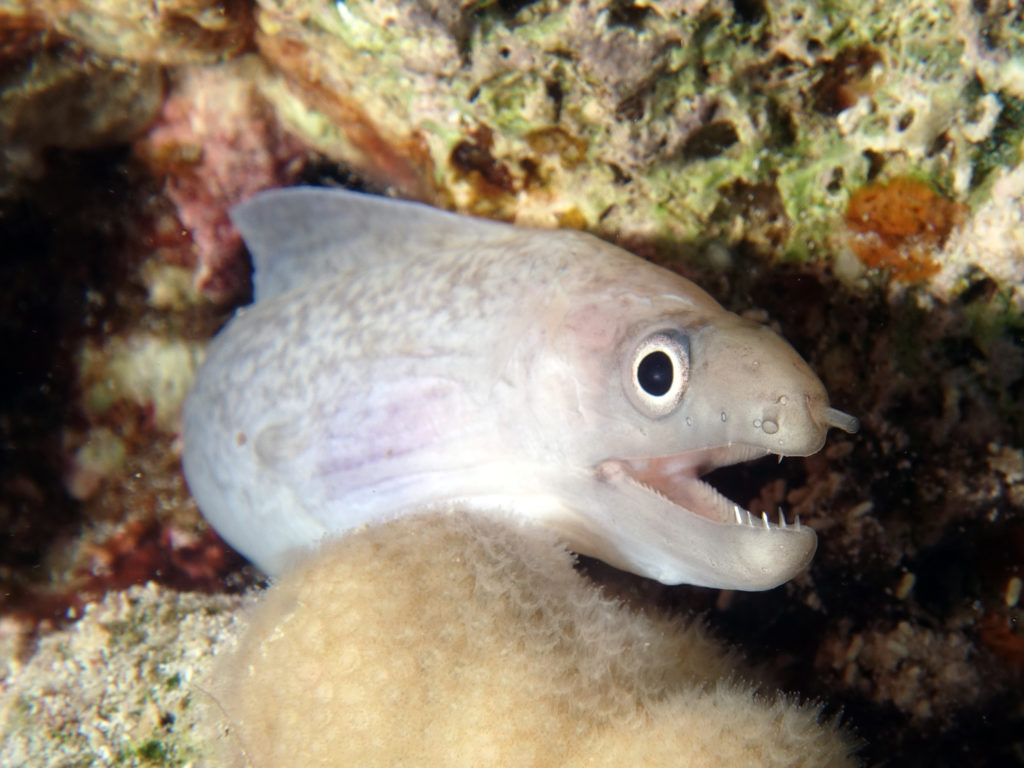 Die Balena zum Abschluss geht immer