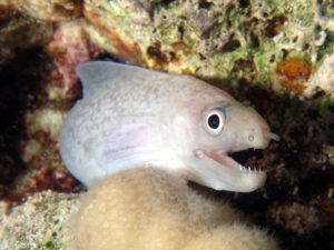 Die Balena zum Abschluss geht immer