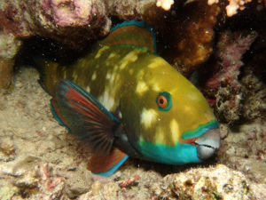 Flach und bunt – eine Ode an das Staunen