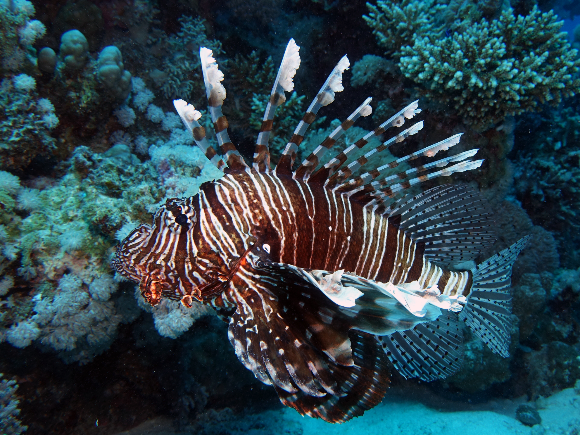 lionfish