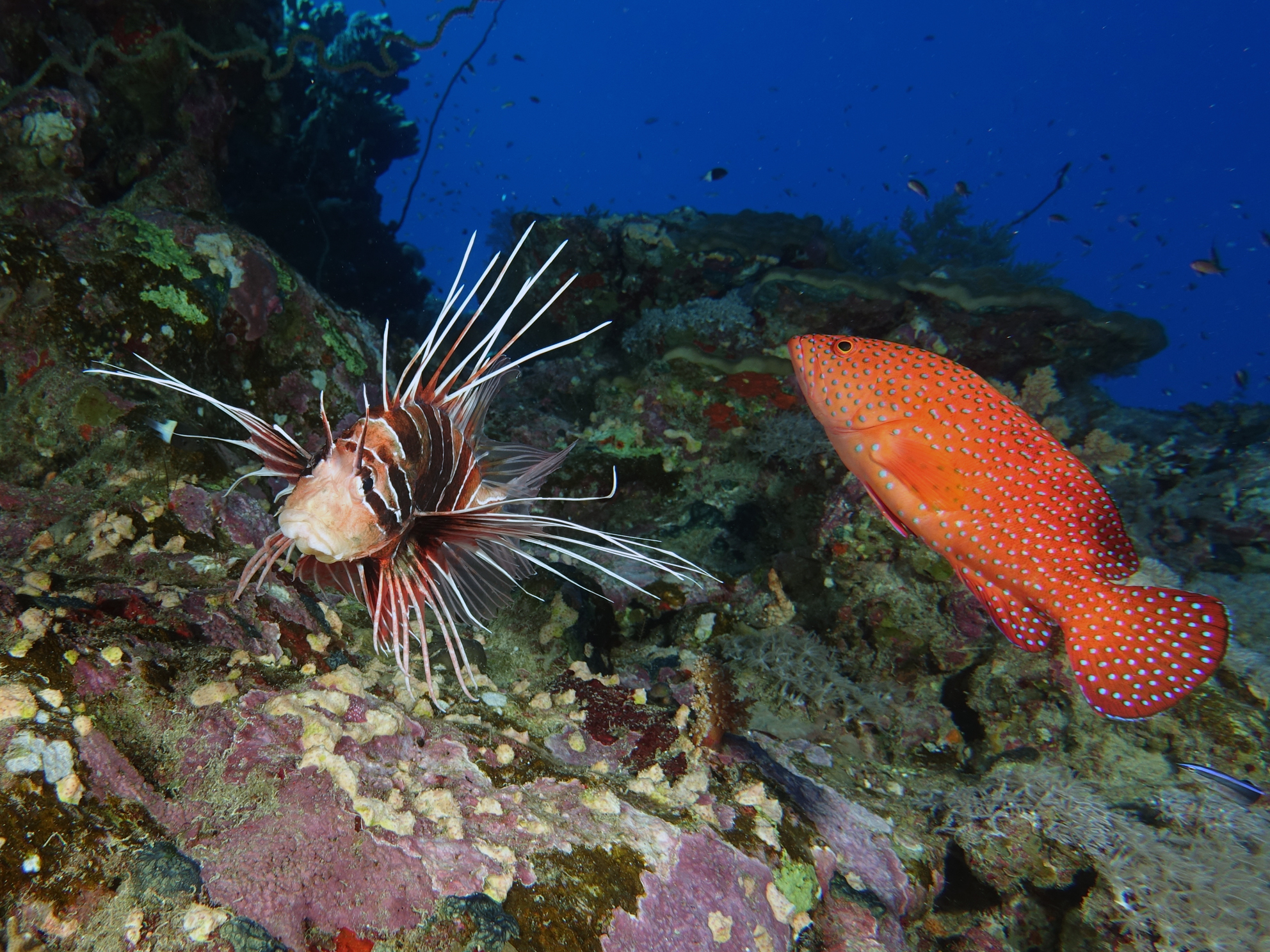 Viele verliebte Fische waren unterwegs