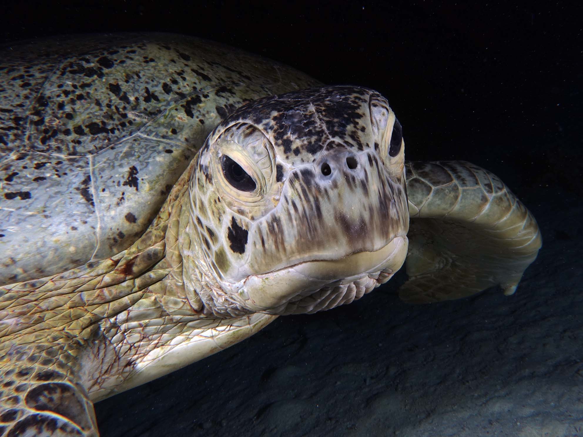 Ein verrückter Tauchtag mit Schildkröte