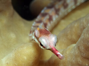 Ein bunter Reigen kleiner Kostbarkeiten