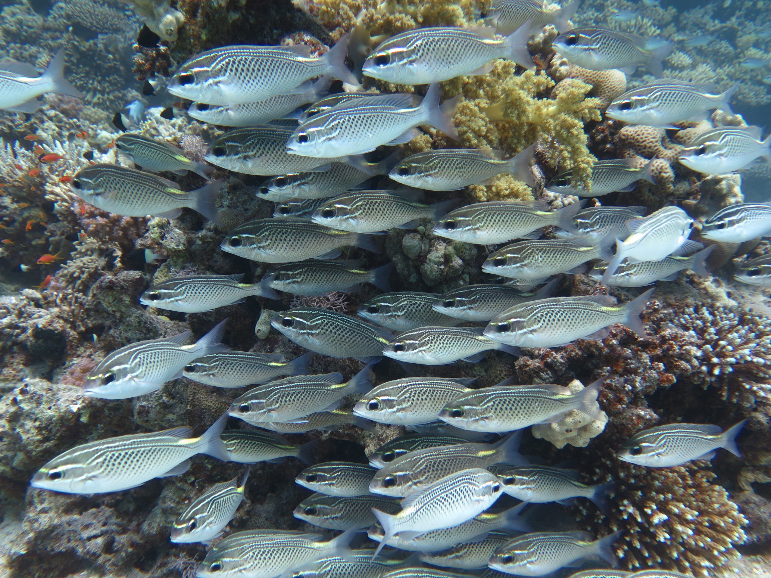 Die Fische tanzten um das Riff