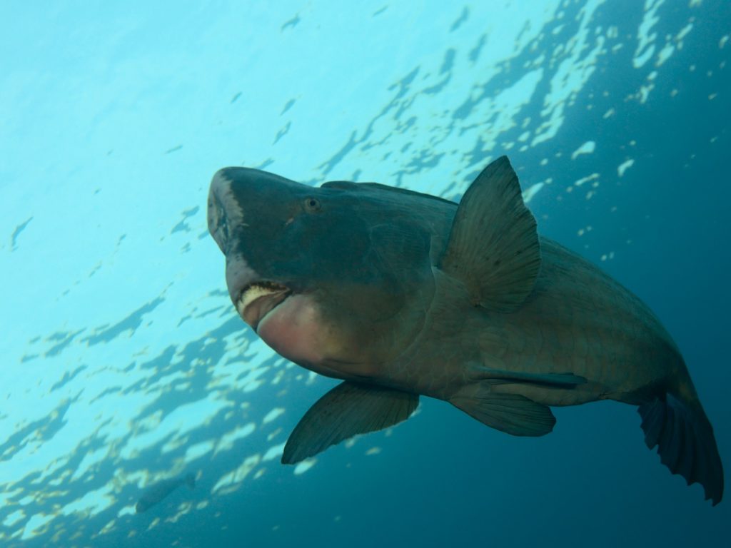 Ein Büffelkopf-Papageifisch zum Verlieben