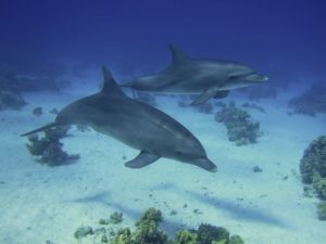 13 Delfine grüßten am Ende des Tauchgangs