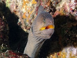yellow mouthed moray eel