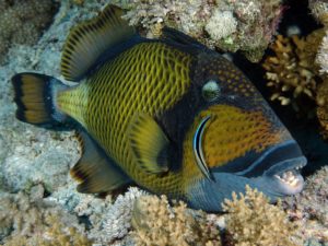 Brutzeit der Drückerfische