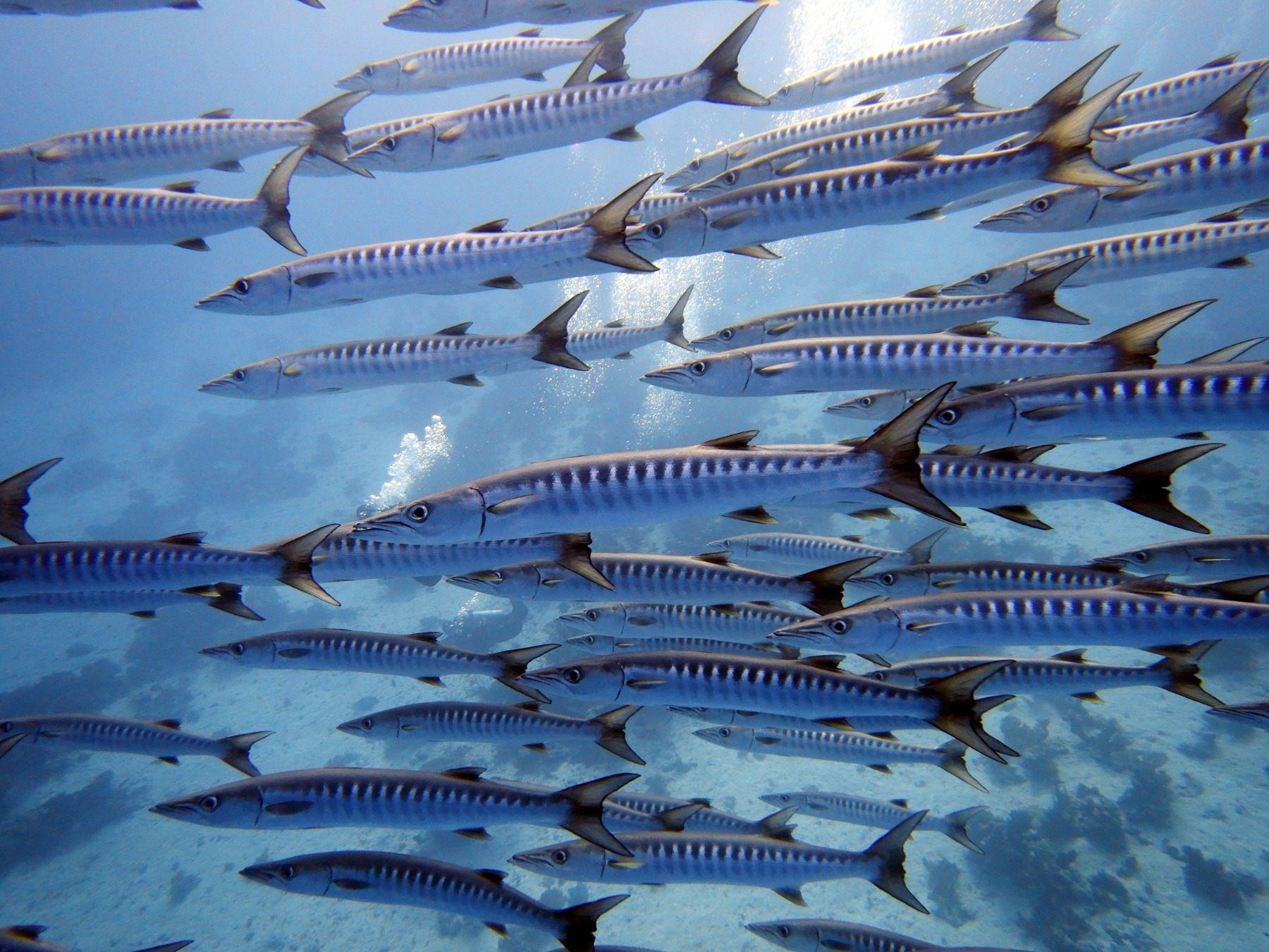 Barrakudas jagen kleine Fische