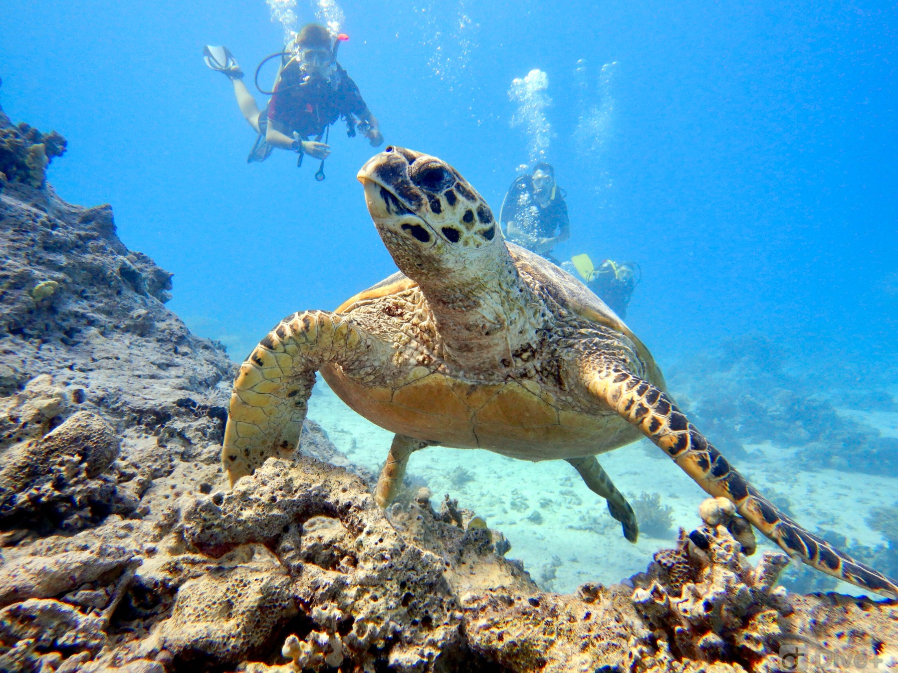 Eine verrückte Schildkröte bei Abu Hashish