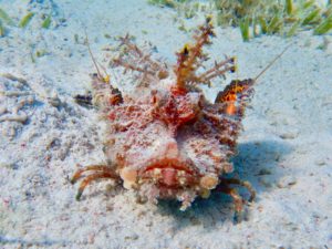 Der Tauchkurs fährt zum ersten Mal aufs Rote Meer