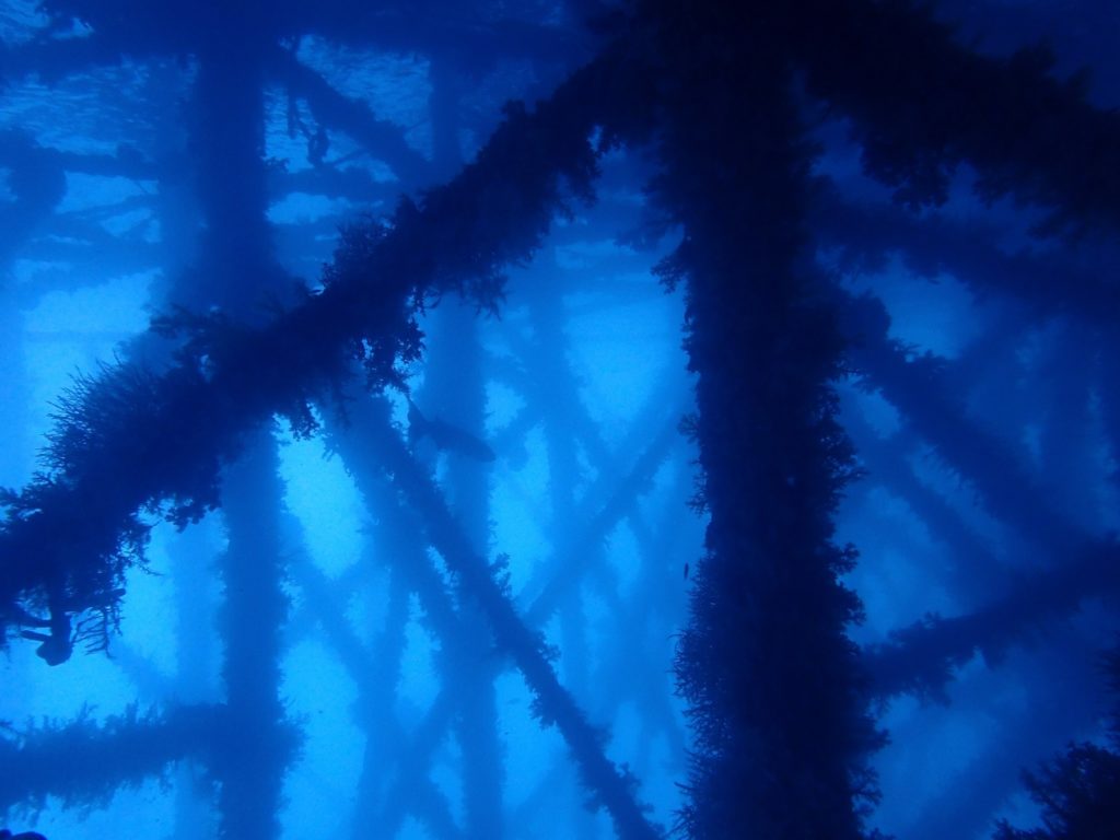 Das Rätsel der Urschildkröte