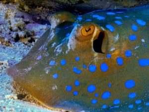 Großer Rochen Treffpunkt bei Fanadir