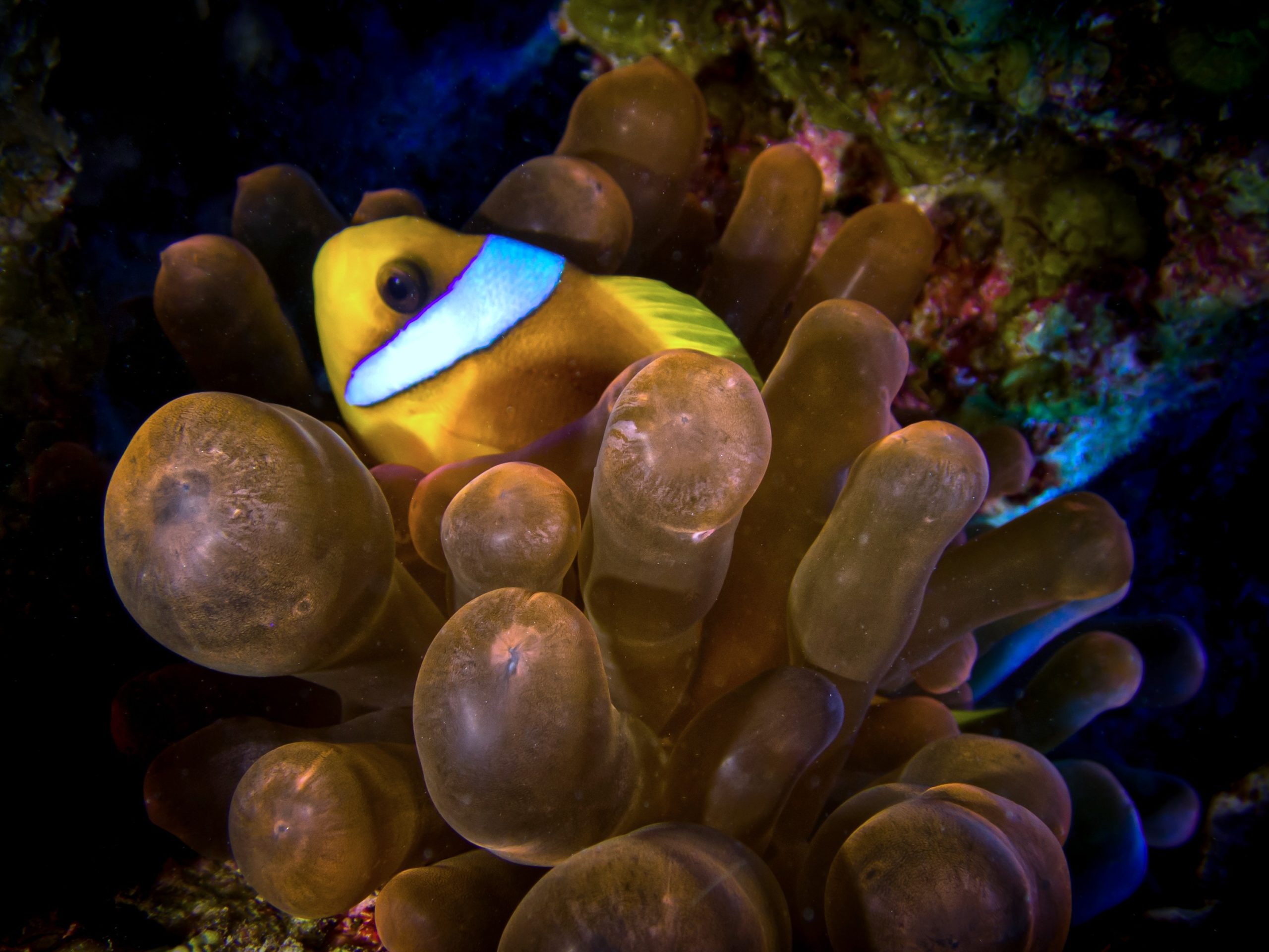 Entzückende Fischchen an der Balena