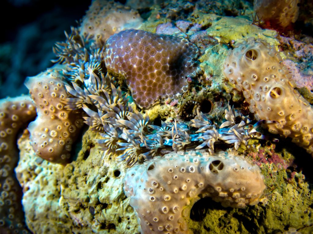 Verspielte Unterwasserwelt