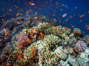 Über Korallengärten schweben