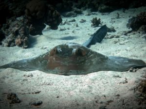 Kühleres Wasser lockt große Rochen an