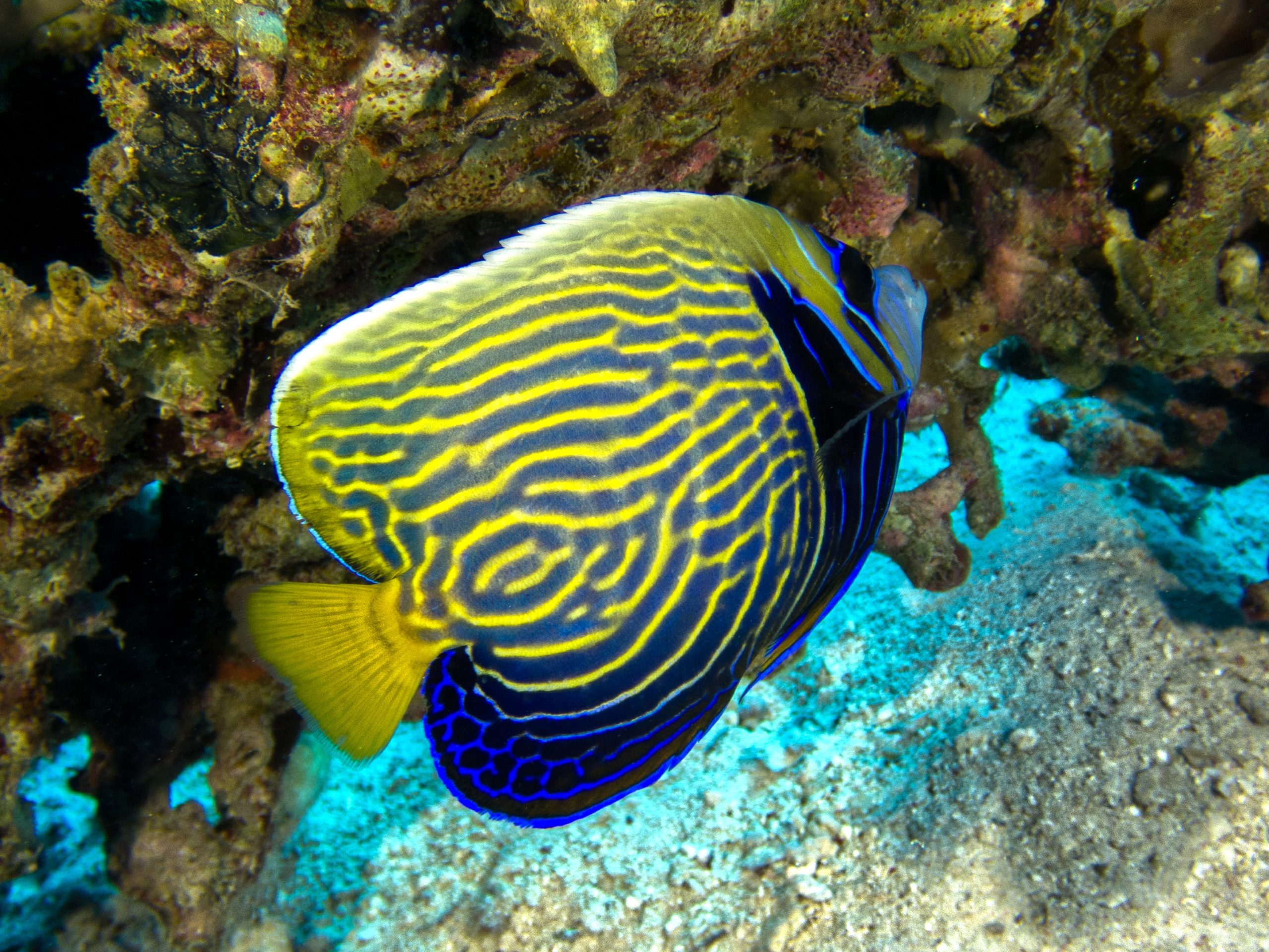 Mit vielen bunten Fischen ins Wochenende