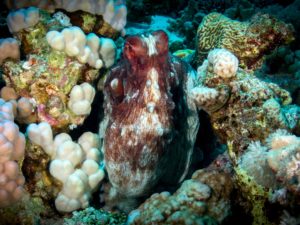 Die bunte Vielfalt der Unterwasserwelt