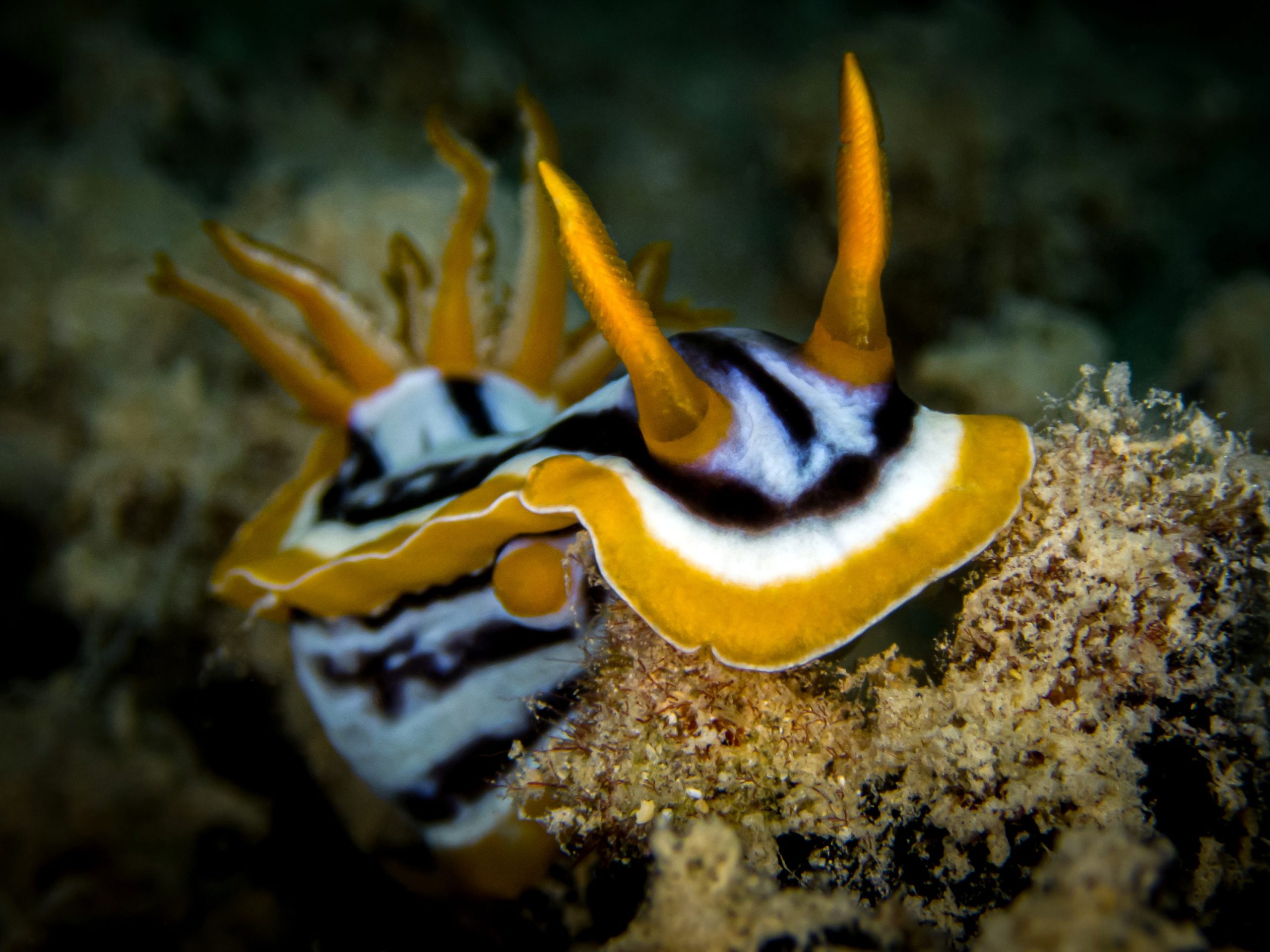 Ein Abstecher zur Balena im Morgenlicht