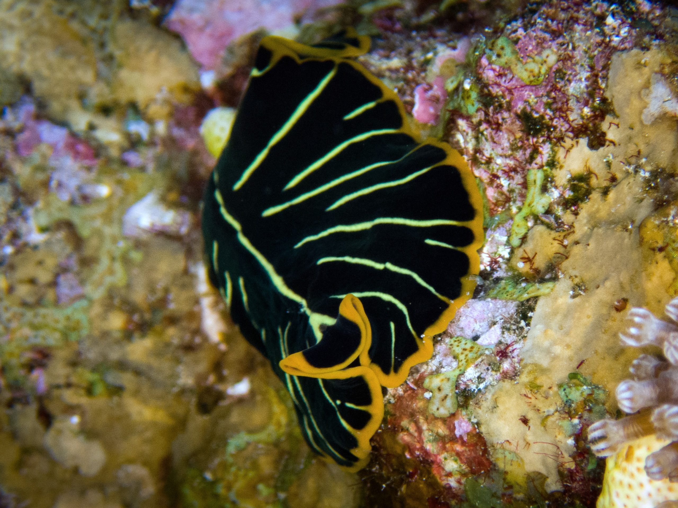 Tigerstrudelwurm bei Stone Beach