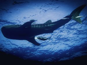 Viele Sardinen machen noch keinen Walhai