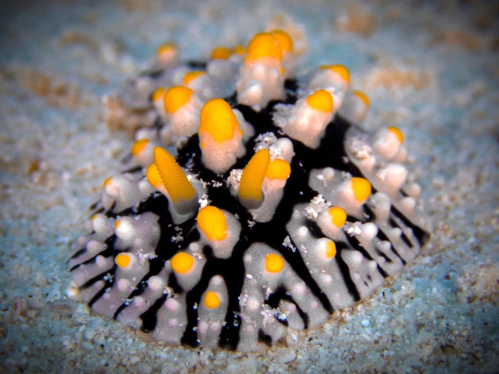 Der Wind bescherte uns schöne Tauchgänge