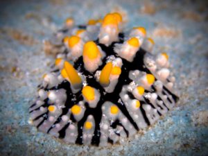 Der Wind bescherte uns schöne Tauchgänge