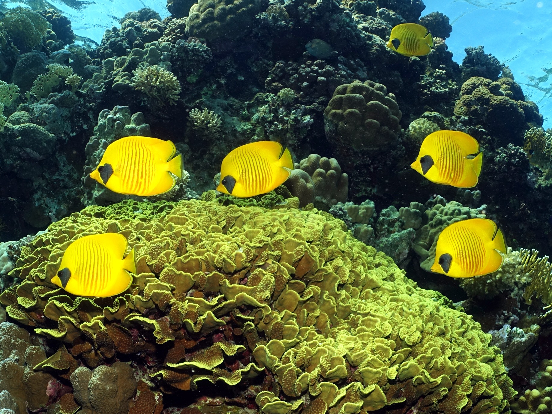 Fröhliches Ausschwärmen am Carless Reef