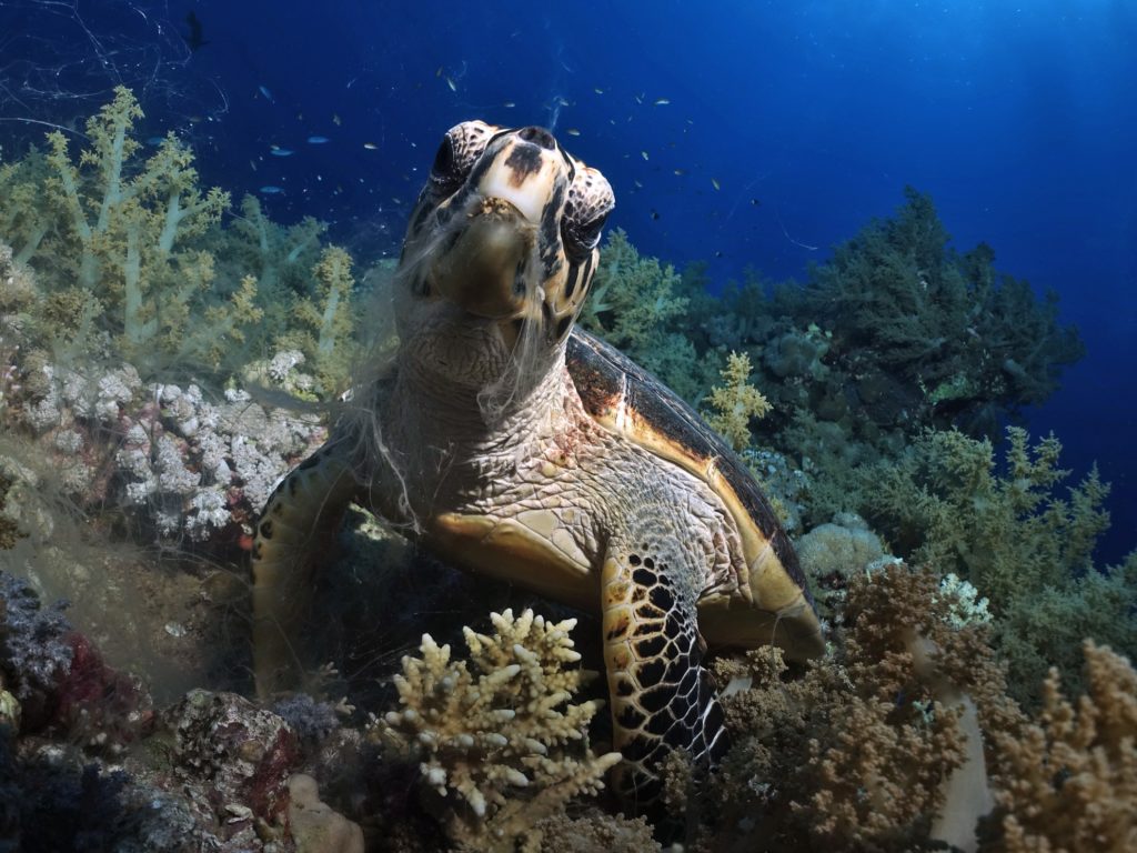 Schildkroete