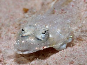 Neue Taucher und heiß begehrte Fische