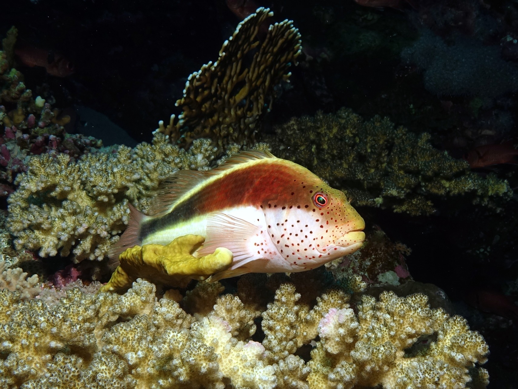 Buntes Treiben im Roten Meer zum Wochenanfang