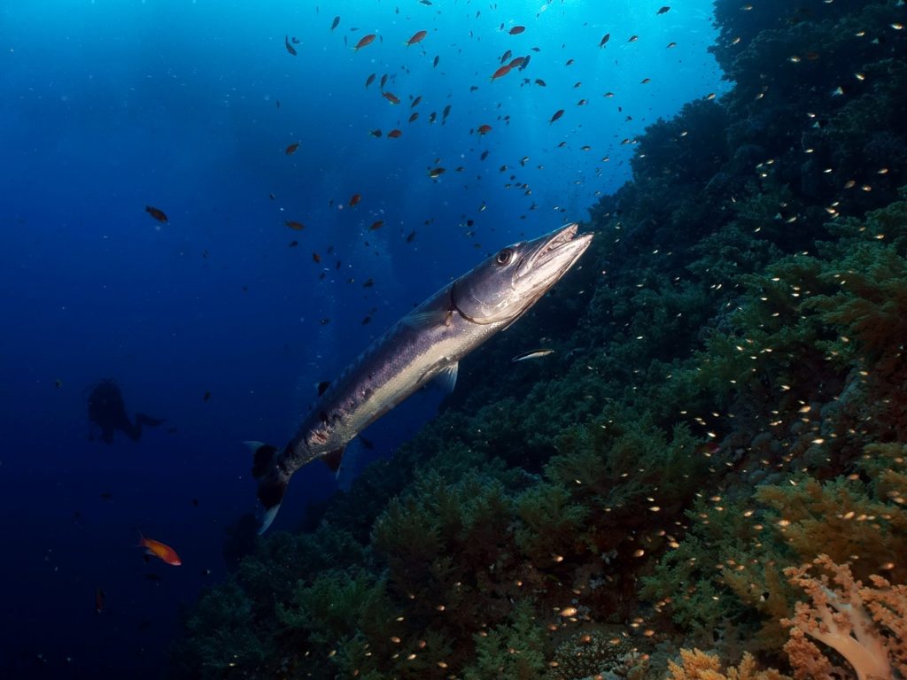 Blubbern, staunen, genießen