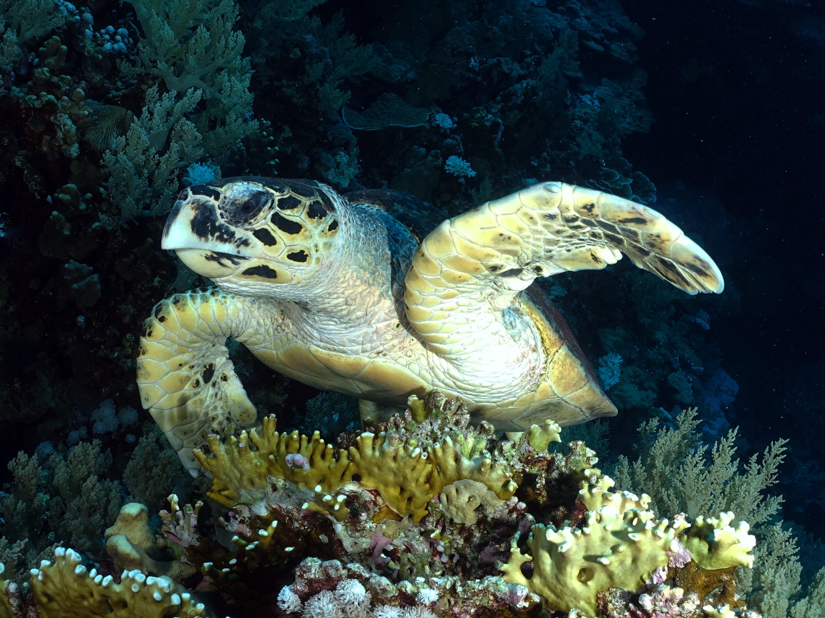 Schildkröten gaben sich die Ehre