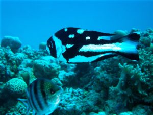 Magische Minuten unter Wasser