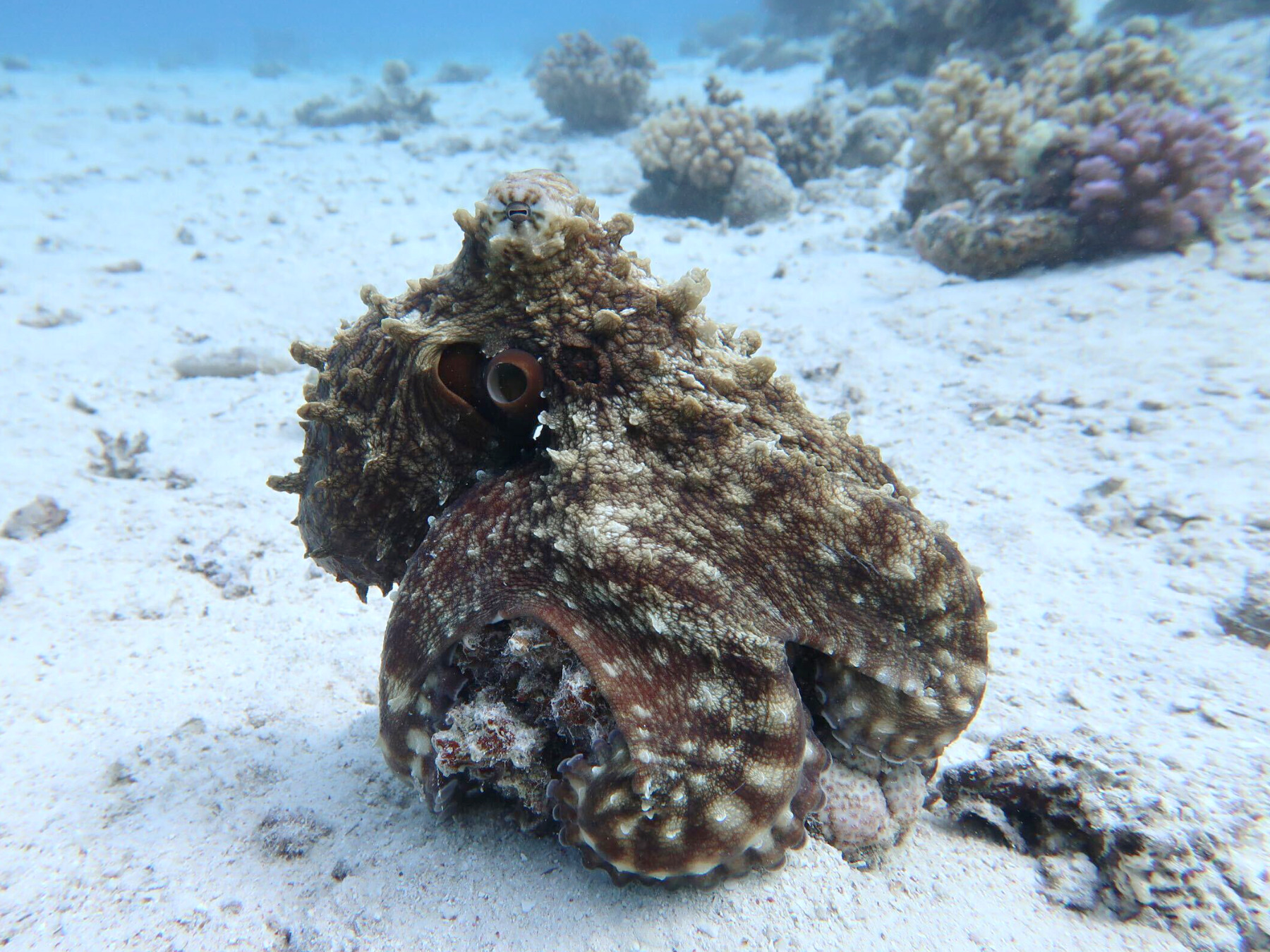 Mit strahlenden Gesichtern aus dem Wasser